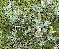 Salix lanata