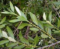 Salix lasiolepis