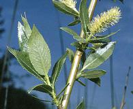 Salix lucida