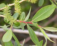 Salix lutea