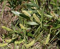 Salix melanopsis