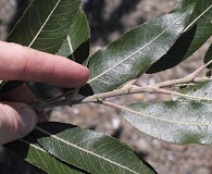 Salix myricoides