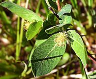 Salix pedicellaris