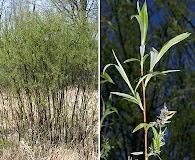 Salix petiolaris