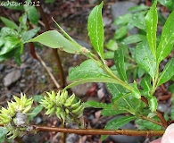 Salix pulchra