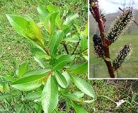 Salix pyrifolia