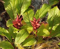 Salix stolonifera