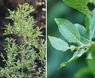 Salix tweedyi