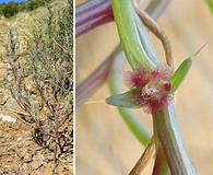 Salsola collina