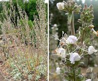 Salvia apiana