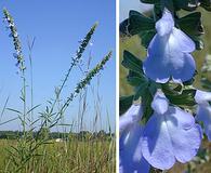 Salvia azurea