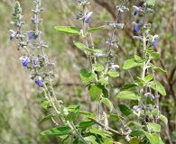 Salvia ballotiflora