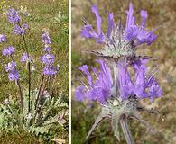 Salvia carduacea