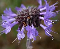 Salvia clevelandii