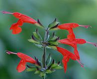 Salvia coccinea