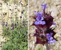 Salvia columbariae