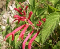 Salvia elegans