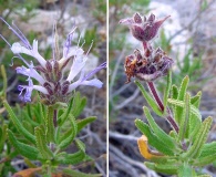 Salvia eremostachya