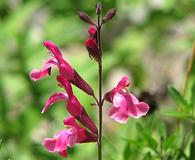 Salvia greggii