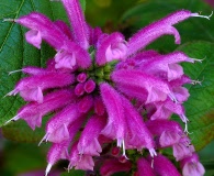 Salvia iodantha