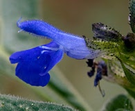 Salvia lavanduloides