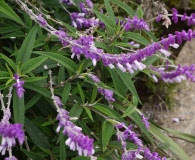 Salvia leucantha