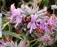 Salvia leucophylla