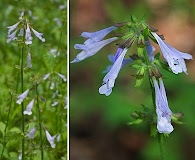 Salvia lyrata