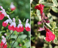 Salvia microphylla