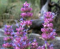 Salvia pachyphylla