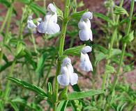 Salvia reflexa