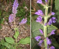 Salvia sylvestris