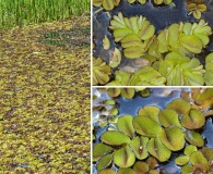 Salvinia molesta