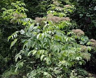 Sambucus canadensis