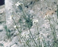 Sandbergia perplexa