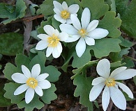 Sanguinaria canadensis