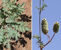 Sanguisorba annua