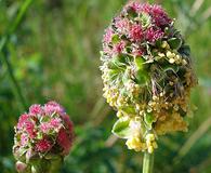 Sanguisorba minor