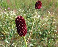 Sanguisorba officinalis