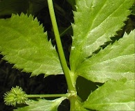 Sanicula canadensis