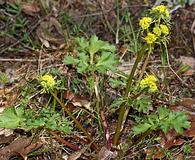 Sanicula graveolens