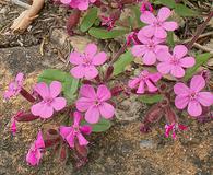 Saponaria ocymoides