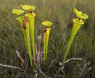 Sarracenia flava