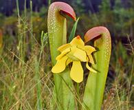 Sarracenia minor