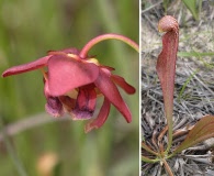 Sarracenia psittacina