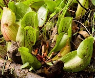 Sarracenia purpurea