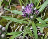 Saussurea angustifolia