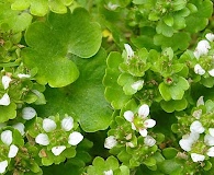 Saxifraga bracteata