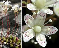 Saxifraga bronchialis