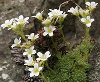 Saxifraga cespitosa